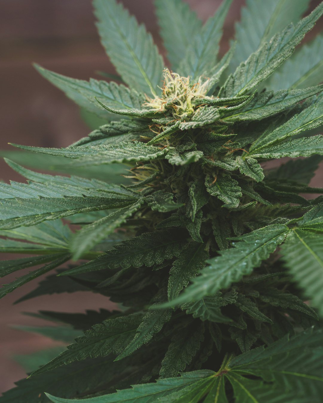 indica plant thca in texas